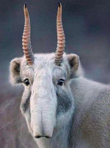 ​中国“最遗憾”的5种动物！灭绝前没有好好保护，现在已经来不及