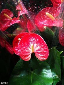 ​100种美丽花卉图谱，收藏起来慢慢看，从此识花不求人（二）