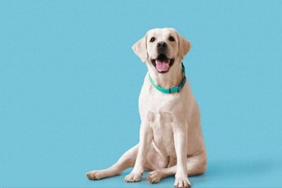 ​豆爹科普，每日一宠，day3：拉布拉多