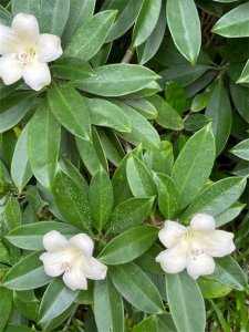 ​灰莉怎么养？盆栽灰莉的养殖方法和注意事项！