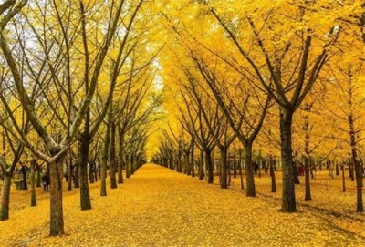 ​江苏赏秋热门景点 邳州银杏公园旅游攻略 低音号语音导游