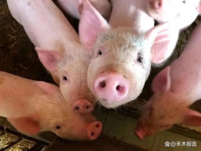 ​国家大力扶持养殖业，我们一起来看看都有哪些补贴