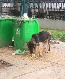 ​“警犬被盗”案撤案 当事人给予谅解 但这只警犬被偷了可不止一次