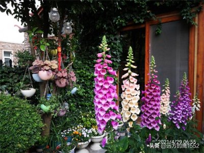 ​开花美美的毛地黄