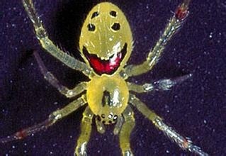 地球上的稀奇动物——笑脸蜘蛛真的会笑？