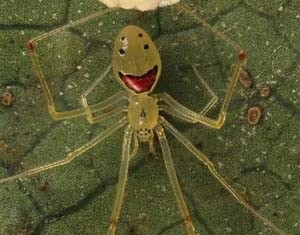 地球上的稀奇动物——笑脸蜘蛛真的会笑？