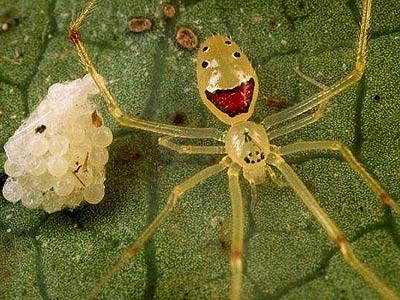 地球上的稀奇动物——笑脸蜘蛛真的会笑？