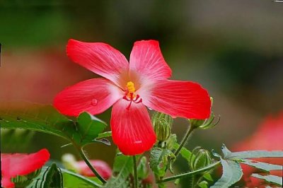 ​人参花也美丽