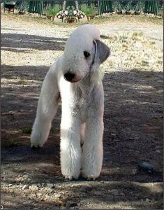 ​simon说狗-没有电影没有明星的家居精灵贝灵顿梗