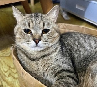 ​养个猫也能背上贷款！解读“猫贷”是怎么回事