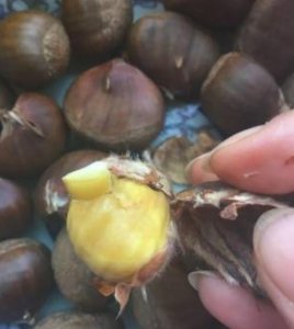 ​生板栗去壳我有方法，不伤指甲轻松搞定，剥出来的板栗干净又完整