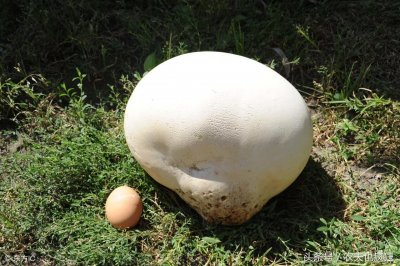 ​农村山上的马粪包能吃吗？大人说有毒不能吃，却不知能吃又能止血