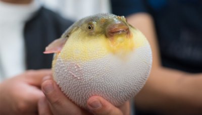 ​长江江豚吃什么