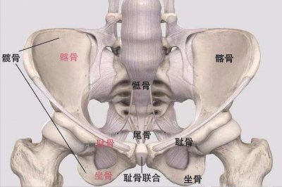 ​简单认识骨盆