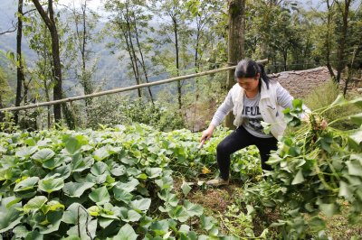 ​什么是粗饲料？粗饲料有哪些特点？用粗饲料喂猪要注意些什么？