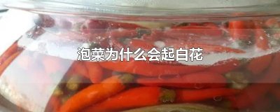 ​泡菜为什么会起白花