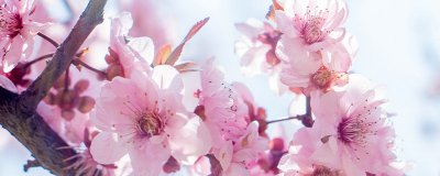 ​广州为什么叫花城