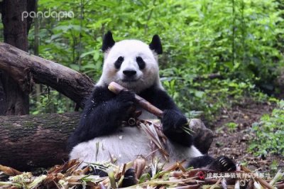 ​官方确认！已死亡