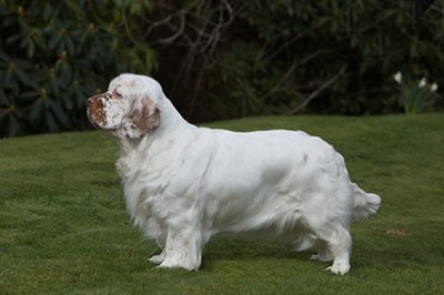 ​寻根问祖系列（55）：西班牙小猎犬（Clumber Spaniel）