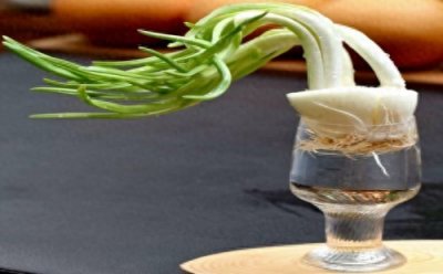 ​原来洋葱不仅仅可以吃，水培洋葱可以制作出漂亮的绿植盆景