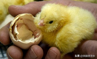 ​怎么养小鸡？科学养殖雏鸡的4个基本点
