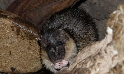 ​海蟾蜍太毒，鳄鱼蜥蜴不敢捕食，唯有聪明的河鼠没事