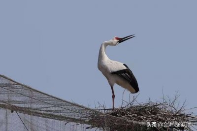 ​南通野生东方白鹳迁徙中遇心仪对象，为爱停留动物园，隔网谈恋爱