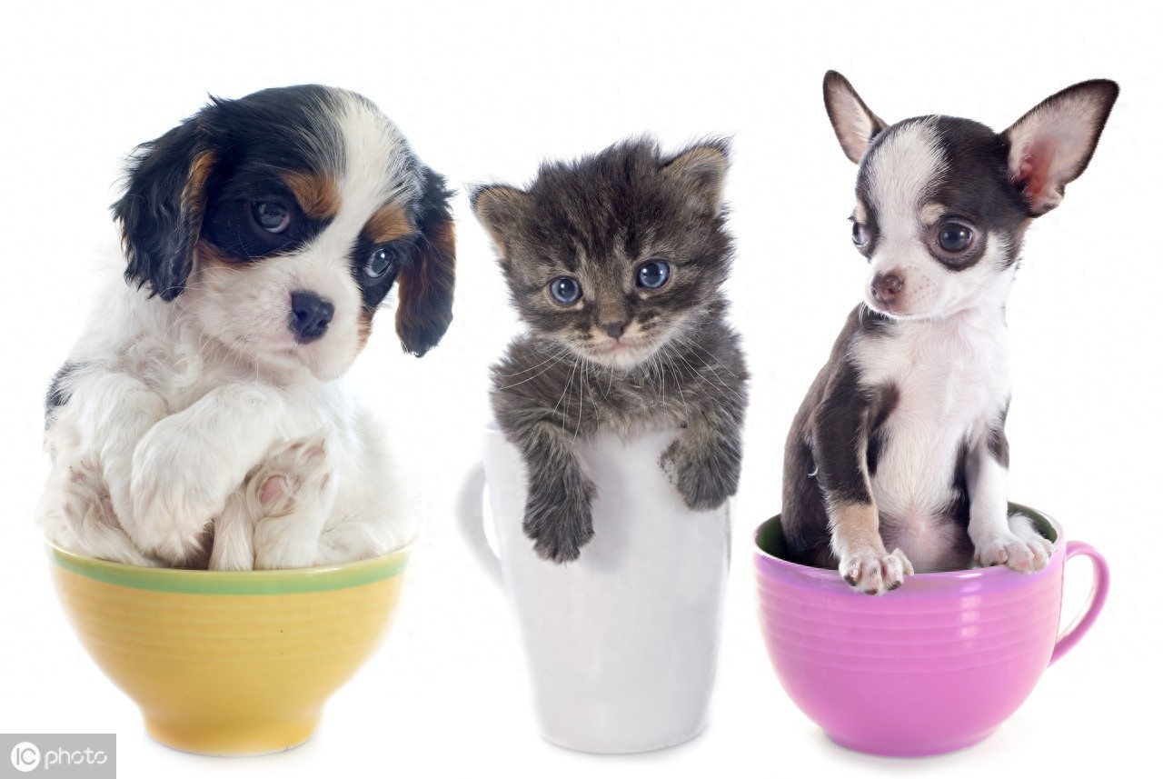 茶杯犬的前世今生