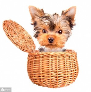 ​茶杯犬的前世今生