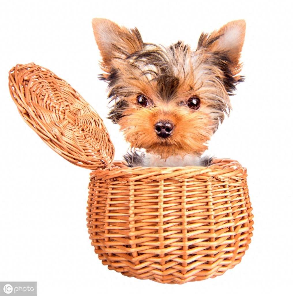 茶杯犬的前世今生