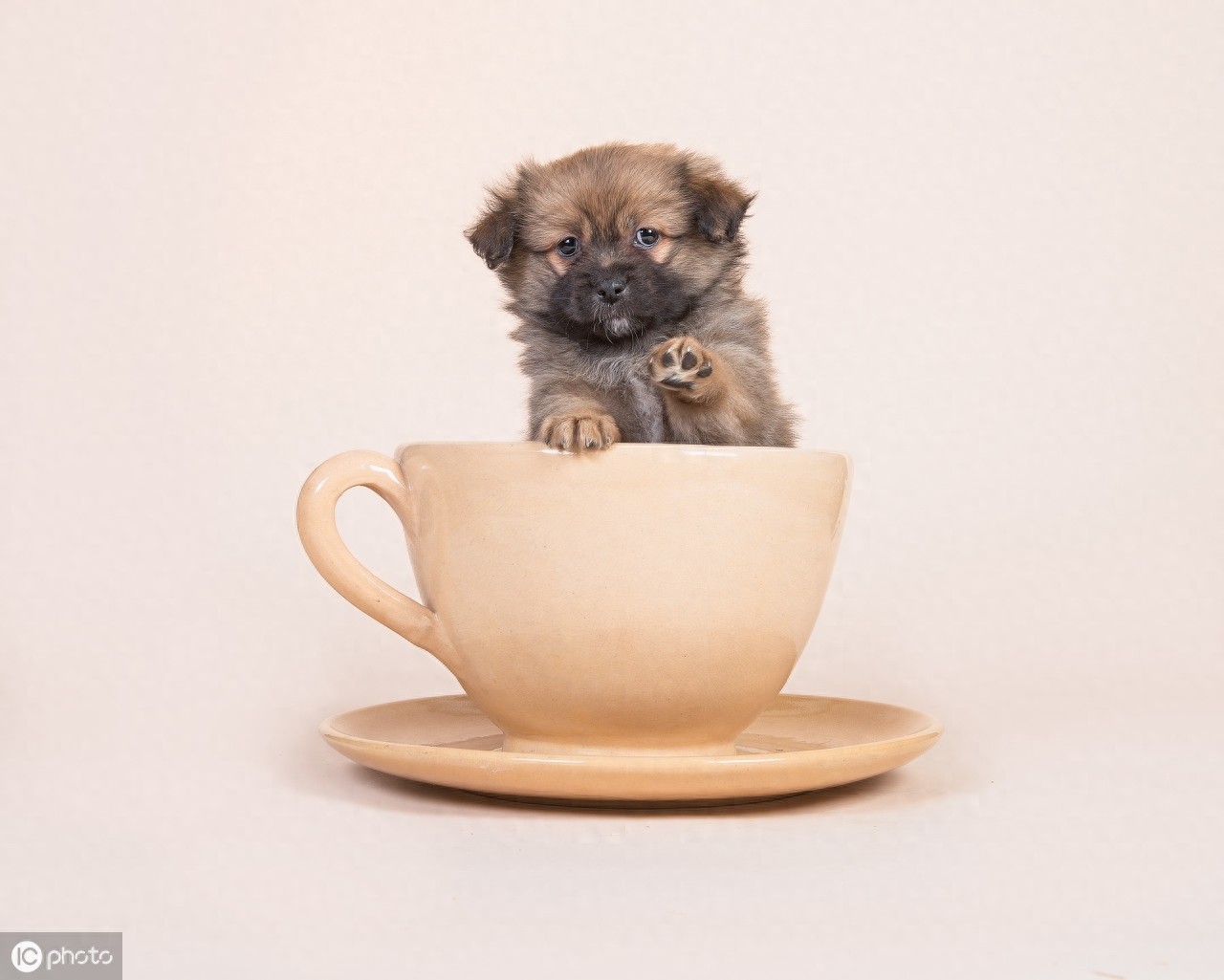 茶杯犬的前世今生