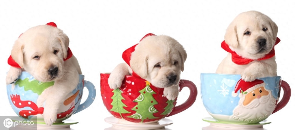 茶杯犬的前世今生