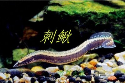 ​鱼类百科之中华刺鳅