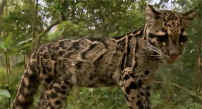 ​被确认灭绝50年后，台湾神兽“云豹”再次出现在人类视野中