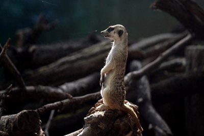 ​丁满 丁满 丁满---彭彭在哪？