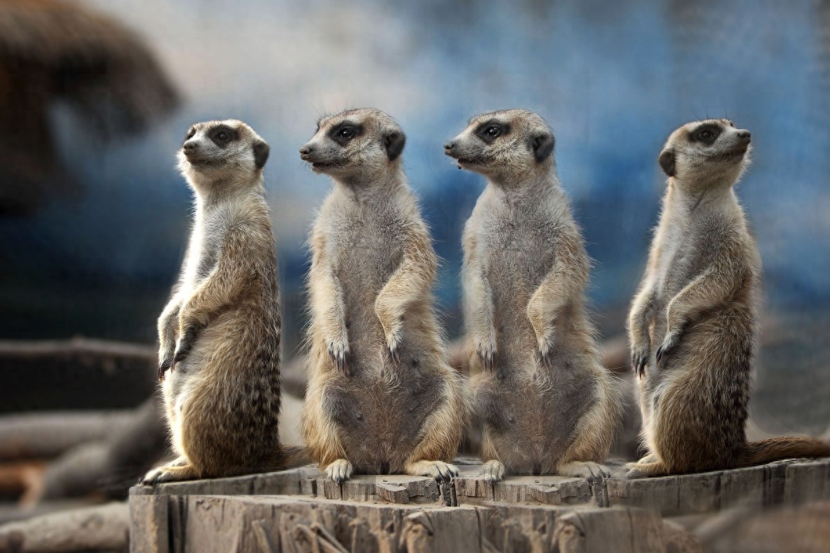 丁满 丁满 丁满---彭彭在哪？