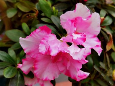 ​西洋杜鹃～植株挺拔紧凑，花朵硕大，花色丰富，盆栽花卉精品