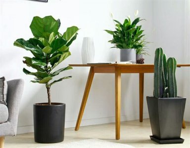 ​这17种适合室内养的大型植物，摆在家中大气又安心，不难养