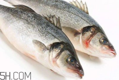 ​鲈鱼有什么功效？鲈鱼怎么养才不爱死