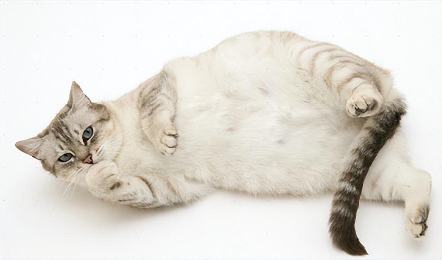 猫几月份生小猫(小猫一般几月份下崽)