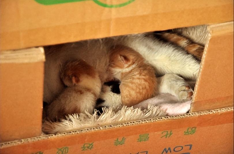 猫几月份生小猫(小猫一般几月份下崽)