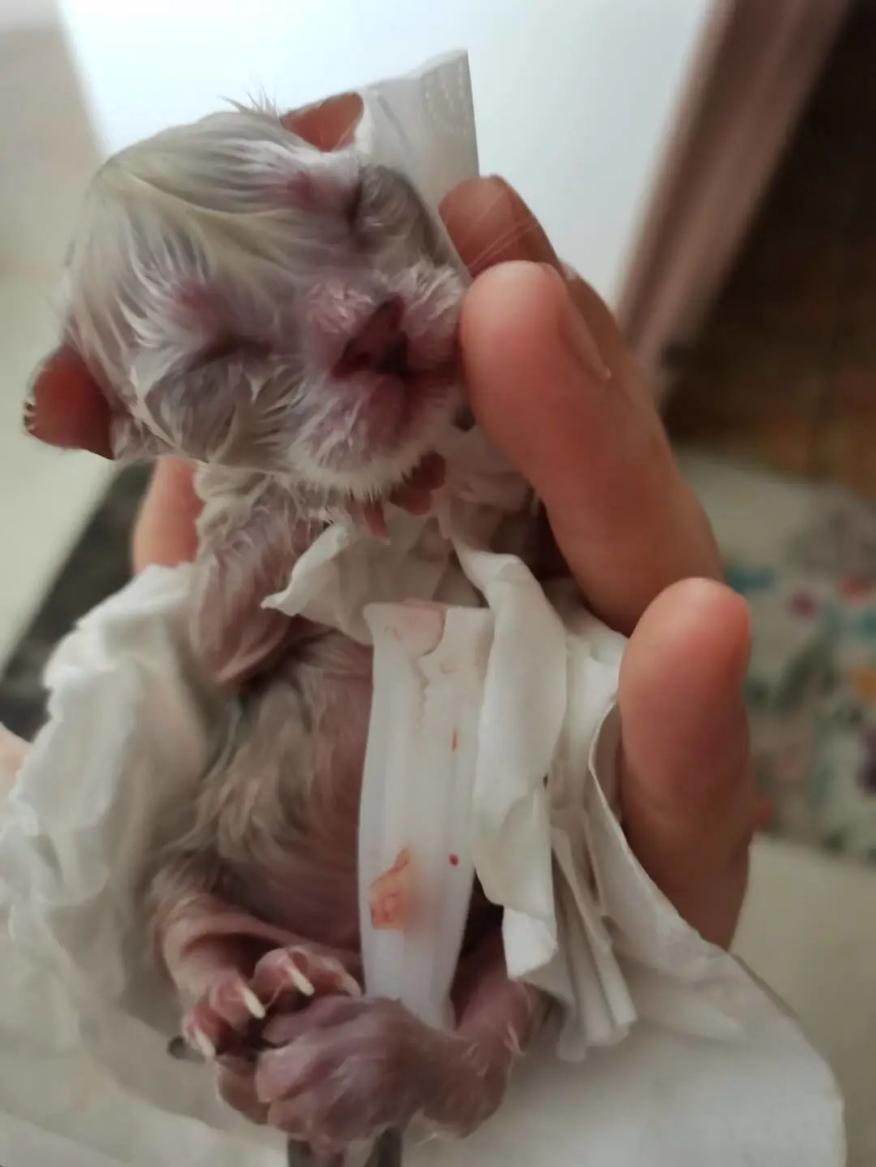 猫几月份生小猫(小猫一般几月份下崽)