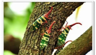 ​长相怪异的昆虫—龙眼鸡,卖价高达几百元一盘,你敢吃吗?