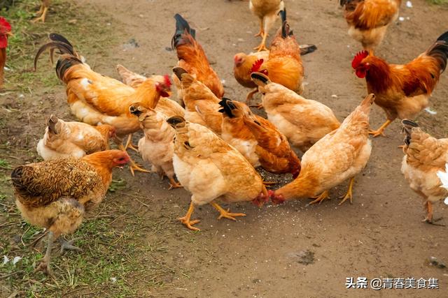 正月填仓节吃什么（传统习俗不能丢）(2)