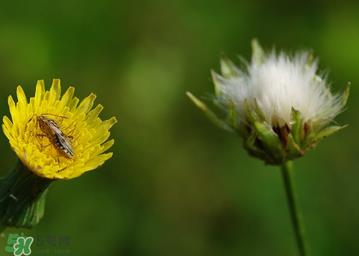 婆婆丁花能吃吗？婆婆丁花可以吃吗？