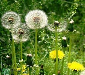 婆婆丁花能吃吗？婆婆丁花可以吃吗？