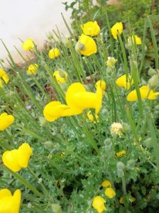 ​野生植物秃疮花有什么应用价值