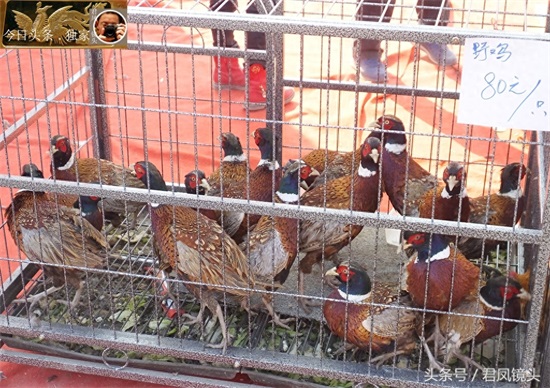 湖北宜昌：商家售廉价风干鸡鸭！狗獾子写成狗欢子，错别字闹笑话