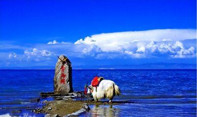 ​28年仅出现过3次！神秘消失的青海湖“水怪”，是何生物仍是谜