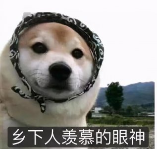 ​你有哪些超有趣的萌宠表情包？(第一弹)